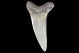 Fossil Shortfin Mako Shark Tooth - Georgia #75277-1